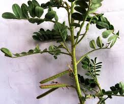 Image result for Indigofera colutea