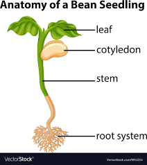 Anatomy Of Bean Seedling On Chart