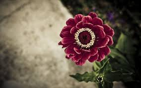 Floral Desktop Backgrounds Good Morning Wallpaper Red Flower Wallpaper Good Morning Picture