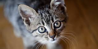 Check spelling or type a new query. Thinking Of Getting A Cat International Cat Care