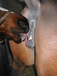 Mare Pussy Fuck Crazytitties Crazytittiessexiezpix Web Porn