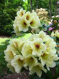 Holden Arboretum Celebrates Rhododendrons First New Garden In Decade With Video Yellow Flowering Shrub Spring Hill Nursery Broadleaf Evergreen