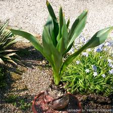 Image result for Drimia calcarata