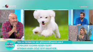 Kopeklerde Egzama Neden Olur Youtube