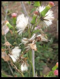 Image result for Crassocephalum crepidioides