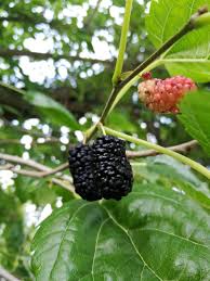 Image result for Morus