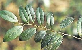 Image result for Pentaphylacaceae