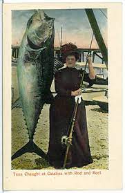 Bluefin tuna must be larger than 27 inches to be retained. Pacific Bluefin Tuna Wikiwand