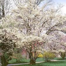 Check spelling or type a new query. Serviceberry Allegheny Trees For Sale Amelanchier Laevis Ready To Grow Trees