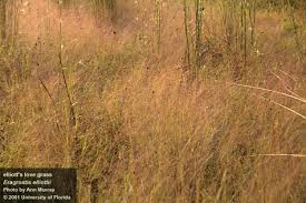 Image result for Eragrostis divaricata