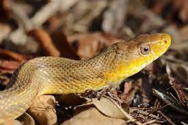 Yellow Rat Snake