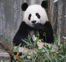 2 october 2011 by rosalia. Soal Descriptive Text Describing Animals Dimensi Bahasa Inggris