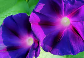 Bindweed leaves are also shaped more like an arrowhead than those of morning glories, which are heart shaped. The Purple Morning Glory
