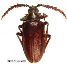 Long Horned Wood Boring Beetle Prionus Californicus Family Cerambycidae Coleoptere Insectes Araignee