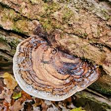 Image result for Ganoderma applanatum