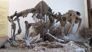 This opens in a new window. Tigre Dientes De Sable El Gran Predador Que Custodia El Museo Scaglia Citecus