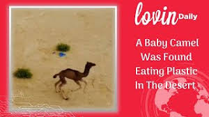 How long you (be) here? The Lovin Daily A Baby Camel Was Found Eating Plastic In The Desert Youtube