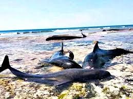 Restoran makanan laut kupang, pasir gudang, johor, malaysia. Laut Sawu Surga Cetacea Mencari Makan Mongabay Co Id Mongabay Co Id