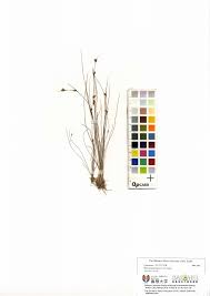 Image result for Scleria mikawana