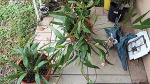 Orchid cactus growing care and propagation part 1. Queen Of The Night Cactus Care Propagation Updates Youtube
