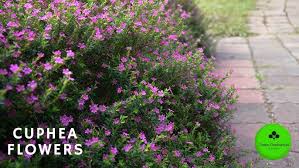 Image result for Cuphea