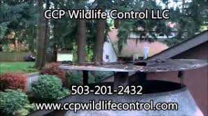 We are portland pest solutions, specializing in oregon wildlife removal. Oregon Wildlife Removal 503 201 2432 Oregon Wildlife Control Critter Removal In Portland Or Bird Control
