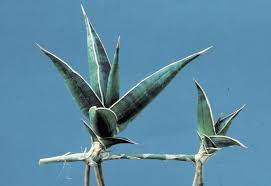 Image result for Sansevieria nilotica