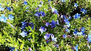 Image result for Chenolea diffusa