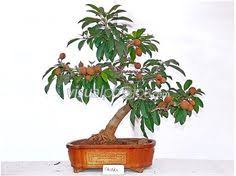 Sifat warna ungu dan buahnya manis merupakan contoh â€¦ *. Sifat Warna Ungu Dan Buahnya Manis Merupakan Contoh Edukasi Lif Co Id