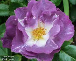 For almost 60 years david austin has been breeding exquisite english roses. Rose Blue For You Rose Beautiful Roses David Austin Roses