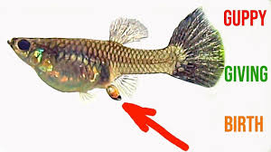 Pregnant Neon Tetra: Things To Know About Fish Reproduction -  Japanesefightingfish.Org