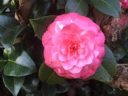 Maybe you would like to learn more about one of these? Flower Healing Benefits And Uses Healthy Living Energy Haven