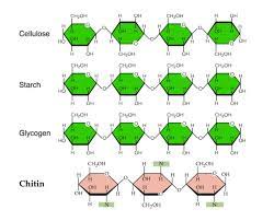 Homopolysaccharides Structures Macromolecules Biochemistry Organic Chemistry Study