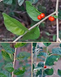 Image result for Erythrococca