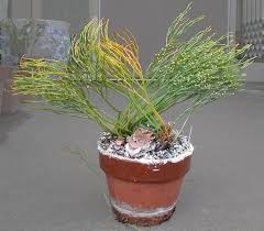 Image result for Psilotum