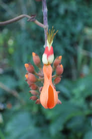 Image result for Erythrina fusca