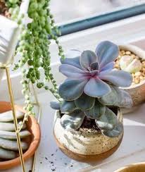 Give Your Succulents As Much Light As Possible In 2020 Succulent Garden Diy Succulents Succulent Care
