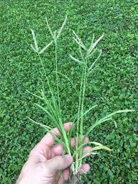 Image result for Eleusine