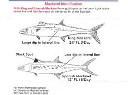 North Carolina Spanish Mackerel Fishing Tips