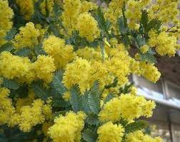 Acacia Dealbata Seeds Silver Wattle Mimosa Seeds 25 50 Etsy In 2020 Acacia Baileyana Fragrant Flowers Australian Plants