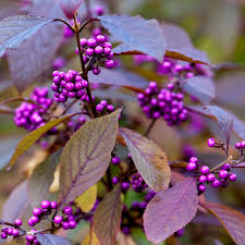 Image result for Callicarpa