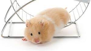 It might seem obvious, but like humans, only a female hamster can become pregnant. How To Tell If Your Hamster Is Happy Science Aaas