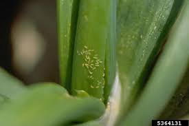 Image result for Onion Thrips
