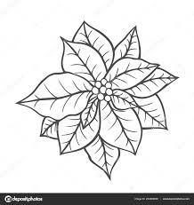 Malvorlage Weihnachtsstern Blume Malvorlagencr