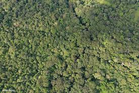 Diluar adat kebiasaan orang dalam melaksanakan hajatan perkawinan secara teknis tidak ada biaya yang dikenakan kepada perorangan pemohon surat numpang nikah saya david di lampung barat, karena rt dan rw belom punya cap maka saya langsung menuju pak juru. Bagi Masyarakat Dayak Berladang Itu Sekaligus Menjaga Keragaman Hayati Mongabay Co Id