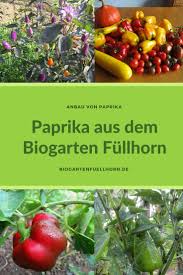 Reife Paprika Ernten Biogarten Fullhorn Biogarten Tomaten Zuchten Garten