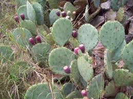 The result is a syrup that's sweet, colorful and packed with vitamins. How To Make Prickly Pear Cactus Jelly Part 1 Prickly Pear Prickly Pear Jelly Prickly Pear Cactus