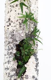 Terraforms By James North Plants Australian Plants Australian Native Plants