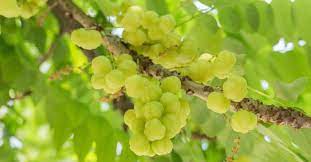 We did not find results for: 10 Fruit Bearing Trees For Your Home Garden Fruit Bearing Trees Trees