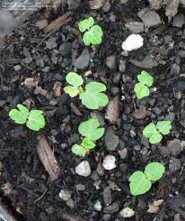 Garlic isn't harvested throughout the year, but i always keep fresh garlic. Plantfiles Pictures Alcea Double Hollyhock Garden Hollyhock Queeny Purple Alcea Rosea By Rebecca101